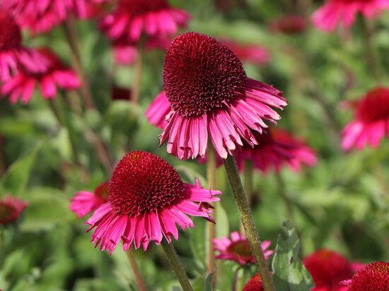 Ežiuolė (Echinacea) 'Delicious Candy'
