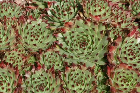 Šilropė (Sempervivum calcareum)