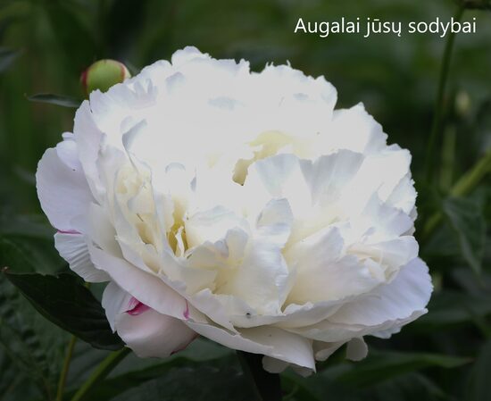 Bijūnas (Paeonia) 'Shirley Temple'