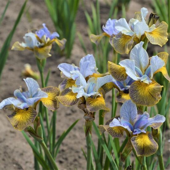 Sibirinis vilkdalgis (Iris sibirica) 'Uncorked'