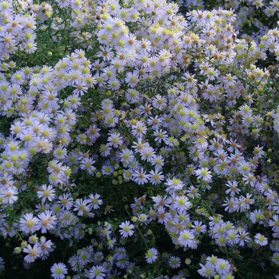 Erikinis astras (Aster ericoides) 'Blue Star'