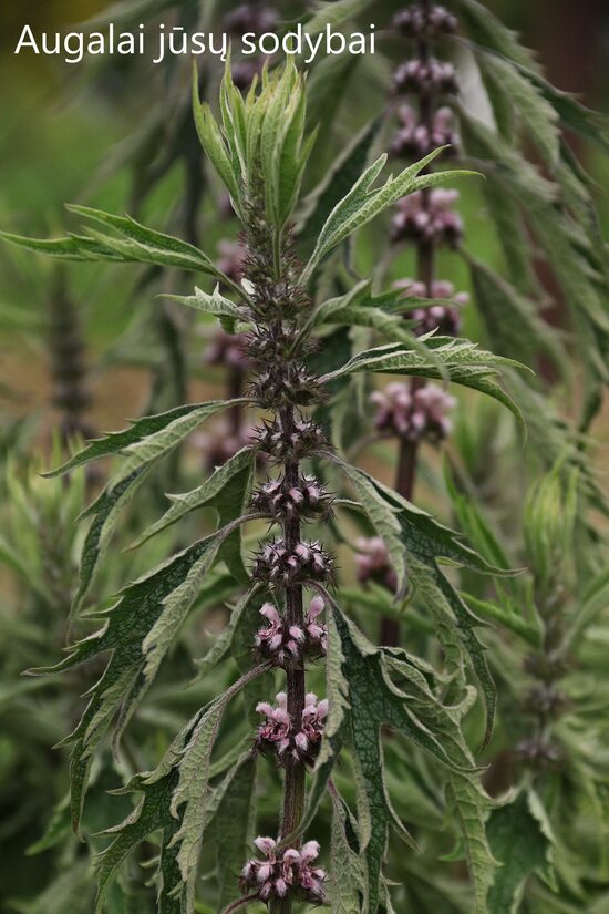 Sukatžolė paprastoji (Leonurus cardiaca) 'Grobbebol'