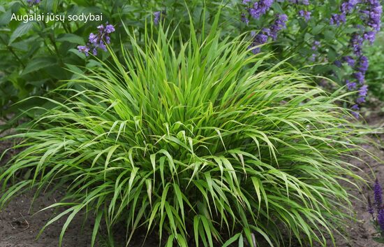 Hakonė didžioji (Hakonechloa macra) 'Sunflare'