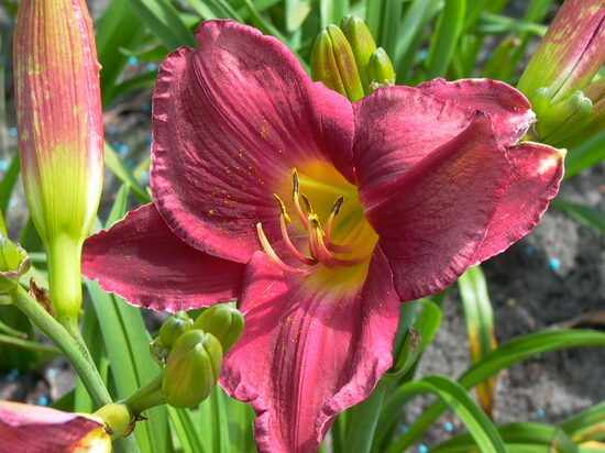 Viendienė (Hemerocallis) 'Strutters Ball'