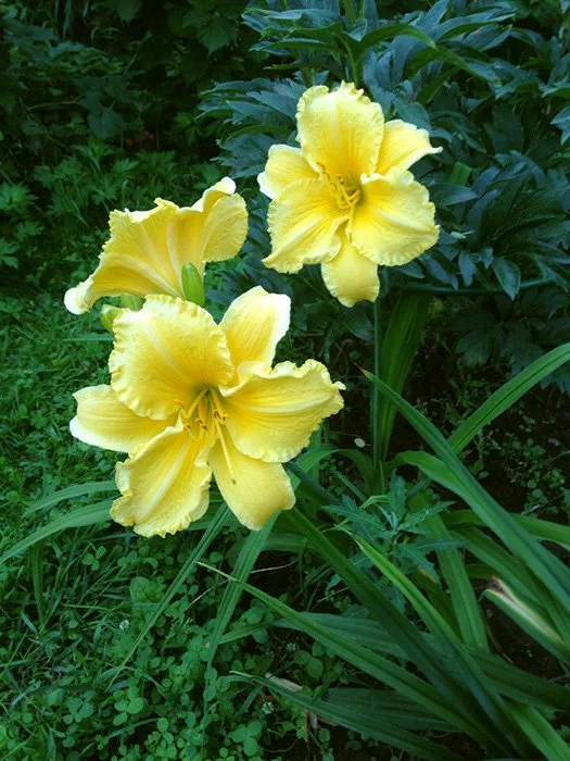 Viendienė (Hemerocallis) 'Finders Keepers'