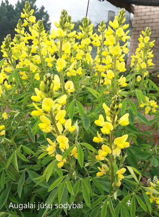 Termopsis (Thermopsis)