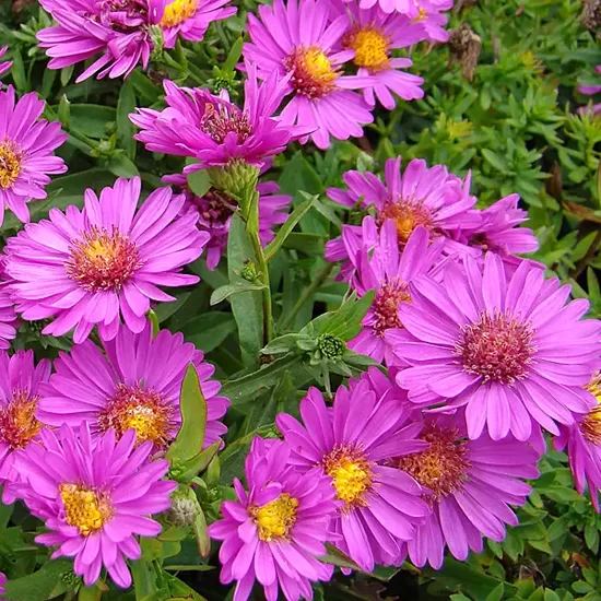 Krūminis astras (Aster dumosus) 'Starlight'