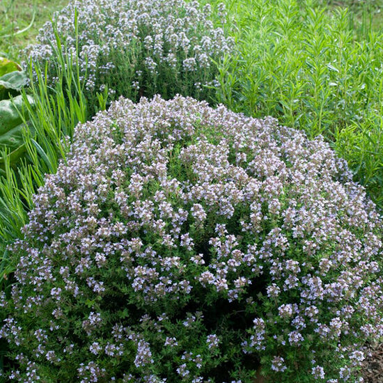 Vaistinis čiobrelis (Thymus vulgaris) 'Precompa'