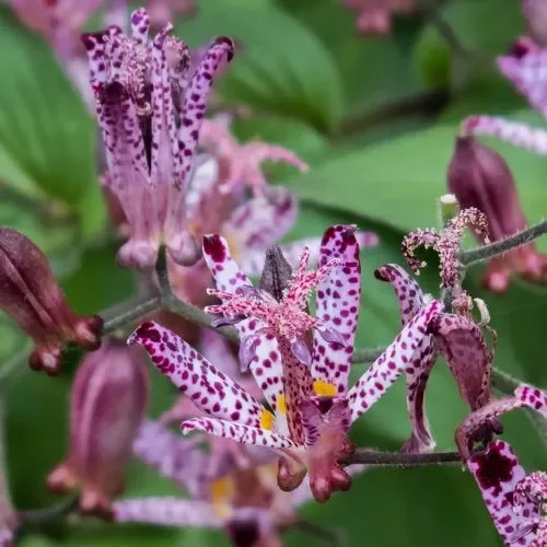 Kreivuonis plaukuotasis (Tricyrtis hirta) 
