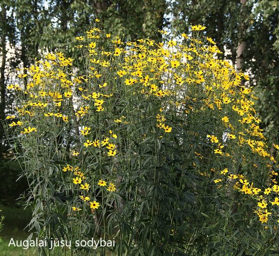 Gludas (Coreopsis tripteris)