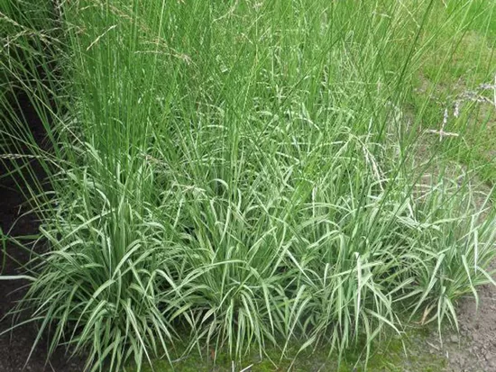 Melvenė nendrinė (Molinia arundinacea JS) 'Mostenveld'