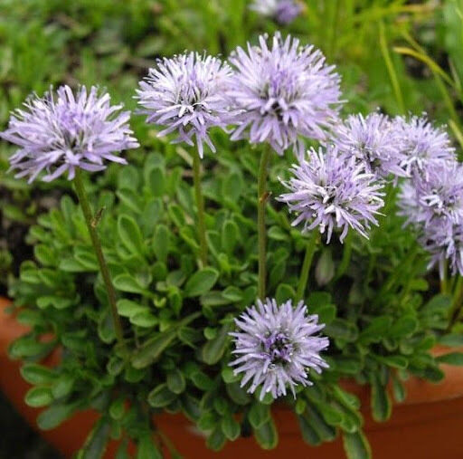 Krekesas širdžialapis (Globularia cordifolia)