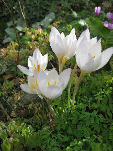 Krokas rudeninis (Crocus speciosus) 'Albus'