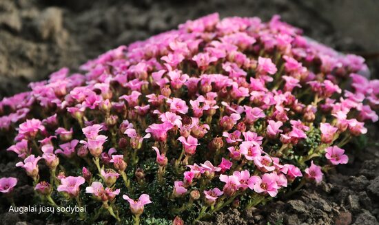 Uolaskėlė (Saxifraga) 'Laka'