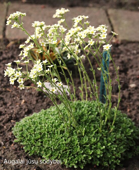Uolaskėlė (Saxifraga paniculata) 'Minutifolia'