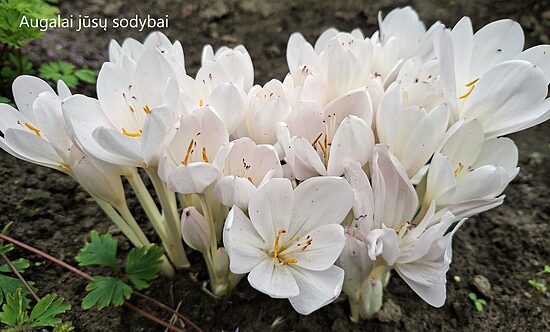 Vėlyvis rudeninis (Colchicum) 'Innocence'