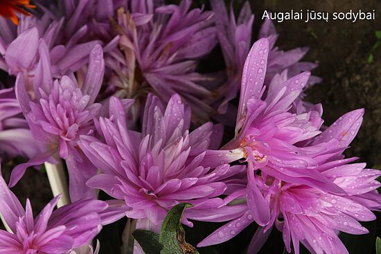 Vėlyvis rudeninis (Colchicum) 'Waterlily'