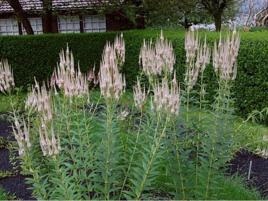 Veronikūnas virgininis (Veronicastrum virginicum) 'Roseum'