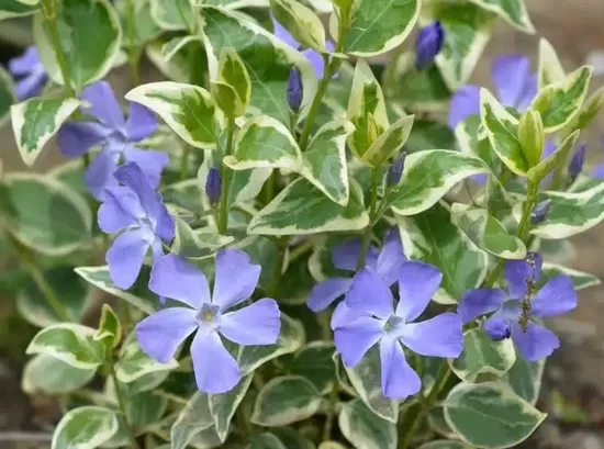 Žiemė didžioji (Vinca major) 'Variegata'
