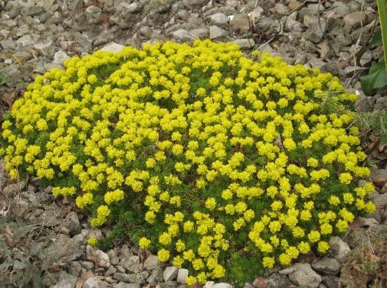 Uolaskėlė (Saxifraga sancta)