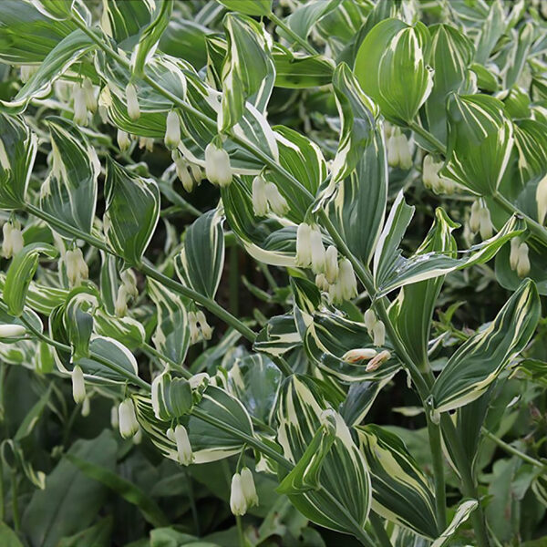 Baltašaknė (Polygonatum x hybridum) 'Striatum'