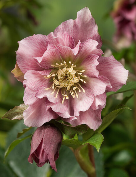 Eleboras (Helleborus orientalis) 'Double Ellen Pink'