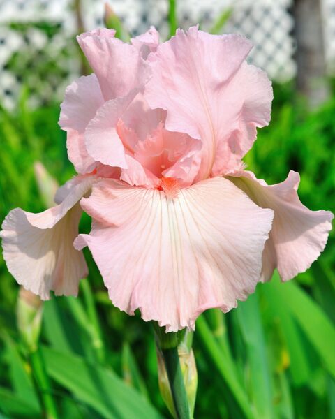 Vilkdalgis (Iris) 'Vanity'