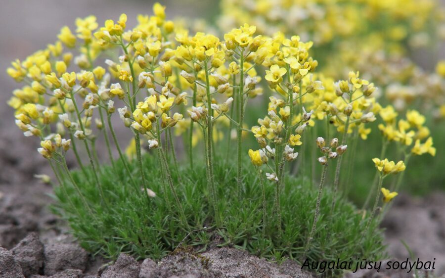 Anksta (Draba bruniifolia)