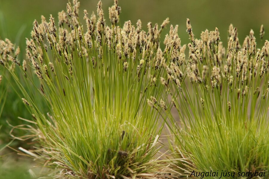 Kalninė viksva (Carex montana) 'Raureif'