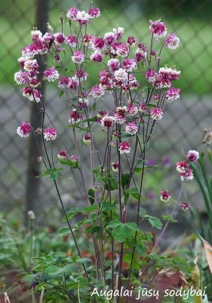 Sinavadas (Aquilegia) nr.2