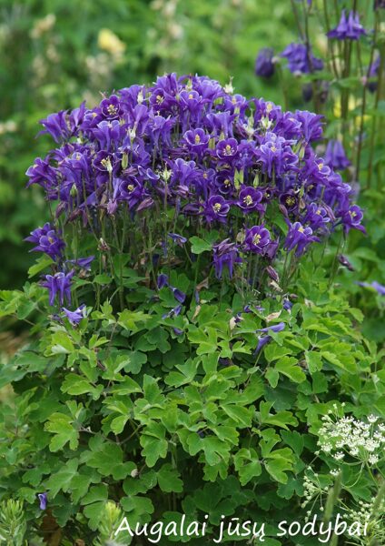 Sinavadas (Aquilegia) nr.3
