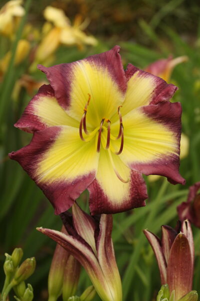 Viendienė (Hemerocallis) 'Cradle of Bethlehem'