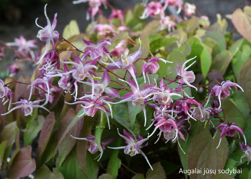 Epimedis (Epimedium grandiflorum) ‘Dark Beauty'