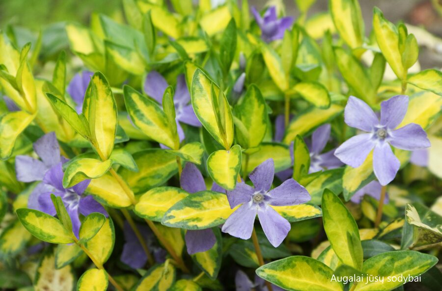 Žiemė mažoji (Vinca minor) 'Illumination'