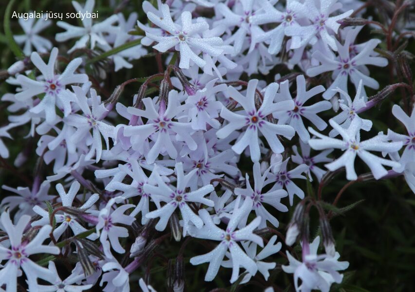 Flioksas (Phlox bifida) 'Petticoat'