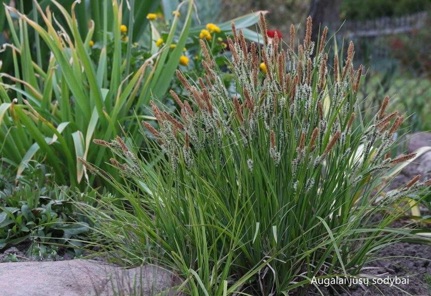 Viksva ankstyvoji (Carex caryophyllea)