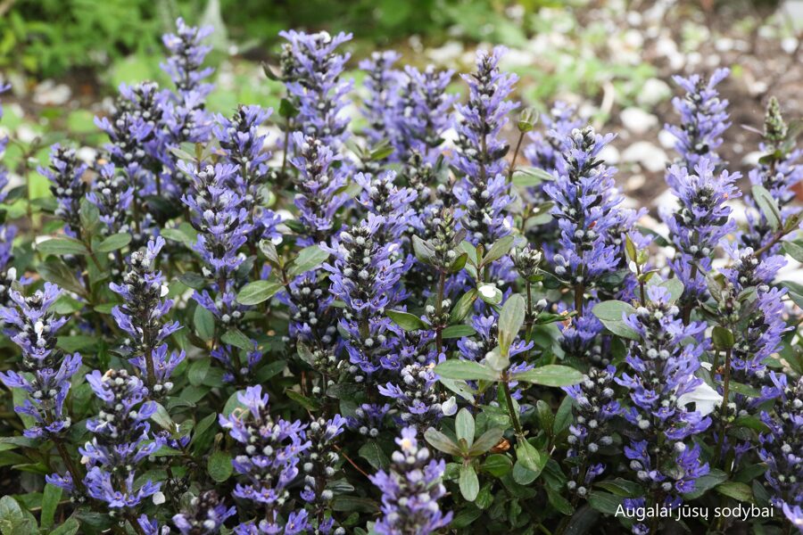 Vaisgina šliaužiančioji (Ajuga reptans) 'Dixie Chip'