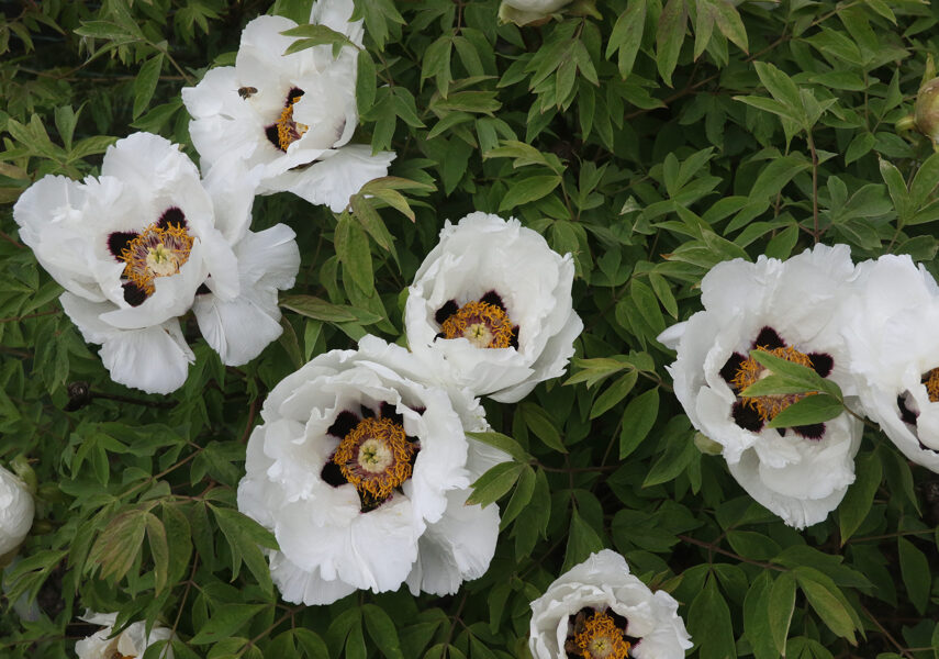 Bijūnas medėjantis (Paeonia suffruticosa) nr.1