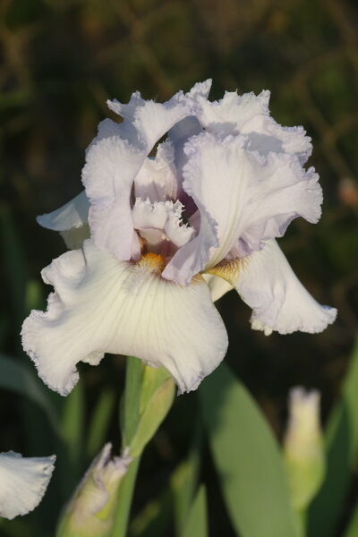 Vilkdalgis (Iris) nr.03