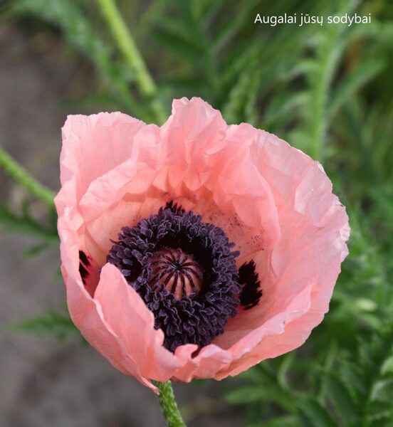 Aguona rytinė (Papaver orientale)