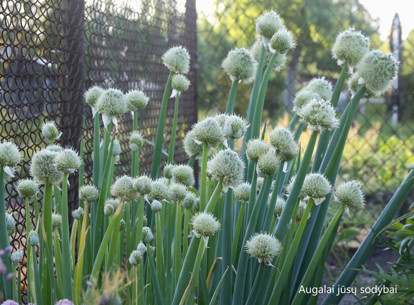 Tuščialaiškis česnakas (Allium fistulosum)