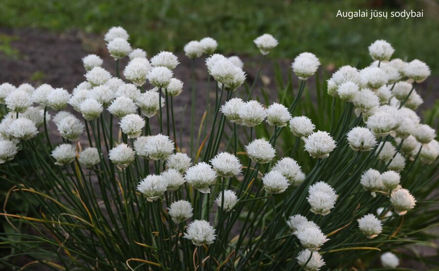 Laiškinis česnakas (Allium schoenoprasum) 'Album'