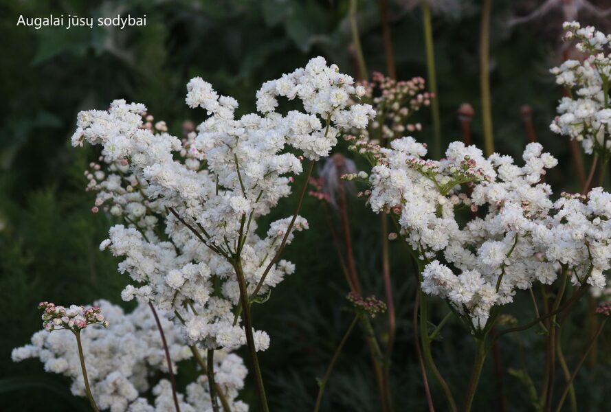 Vingiorykštė pelkinė (Filipendula vulgaris) 'Flore Pleno'