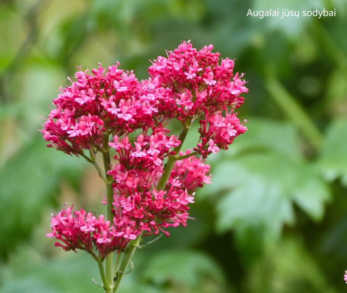 Viduvis raudonžiedis (Centranthus ruber)