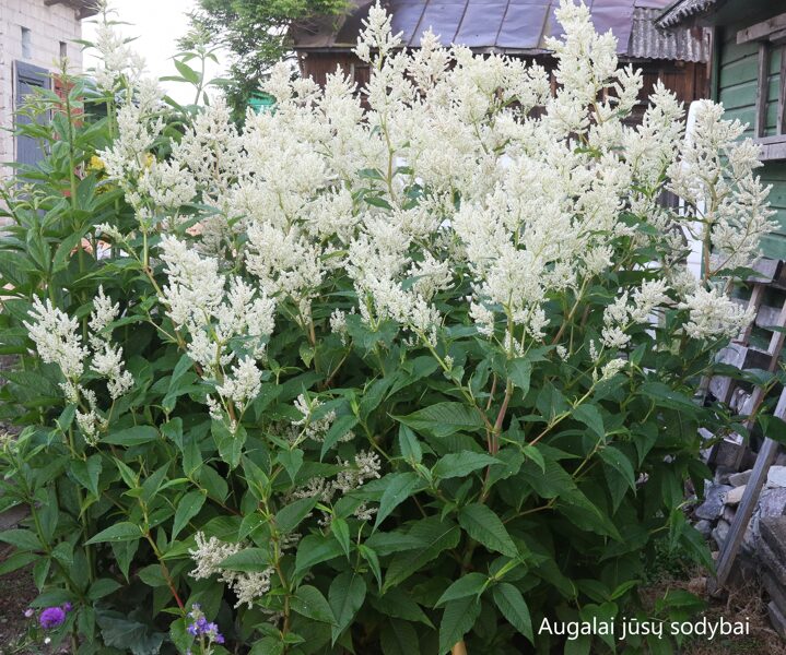 Rūgtis didžioji (Persicaria polymorpha)