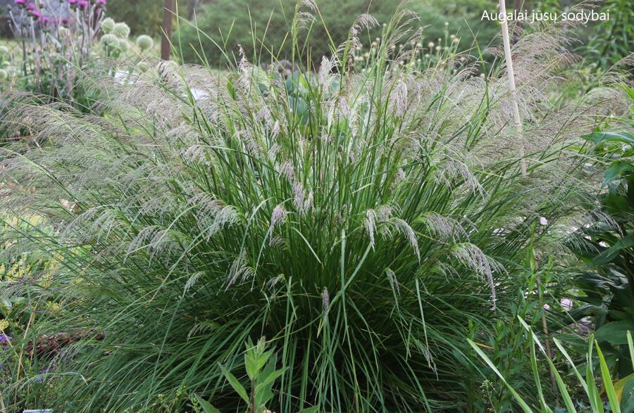 Kupstinė šluotsmilgė (Deschampsia caespetosa) nr.1