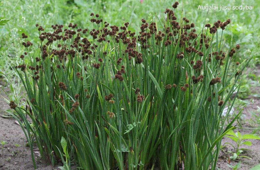 Vikšris kardalapis (Juncus ensifolius)