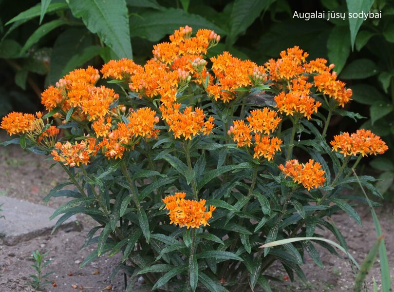 Klemalis gumbinis (Asclepias tuberosa)