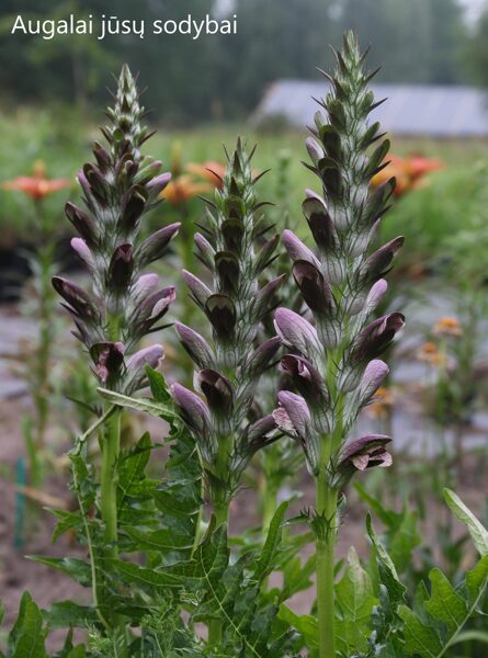 Akantas švelnusis (Acanthus mollis)