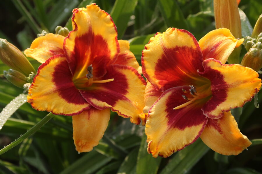 Viendienė (Hemerocallis) 'Ledgewood's Firecracker'